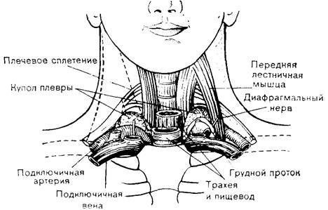 Где находится яремная вена у человека и что будет если ее перерезать. Смотреть фото Где находится яремная вена у человека и что будет если ее перерезать. Смотреть картинку Где находится яремная вена у человека и что будет если ее перерезать. Картинка про Где находится яремная вена у человека и что будет если ее перерезать. Фото Где находится яремная вена у человека и что будет если ее перерезать